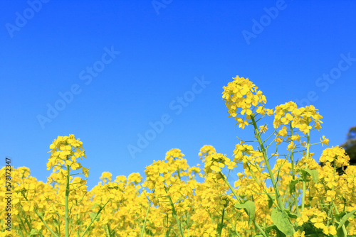 菜の花畑
