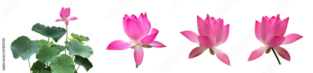 isolated waterlily or lotus plants, bush, flower and leaves with clipping paths.