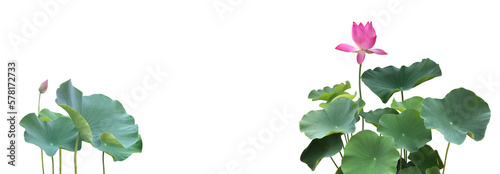 isolated waterlily or lotus plants  bush  flower and leaves with clipping paths.