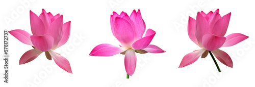 isolated waterlily or lotus plants  bush  flower and leaves with clipping paths.