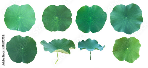 Canvas Print isolated waterlily or lotus plants, bush, flower and leaves with clipping paths