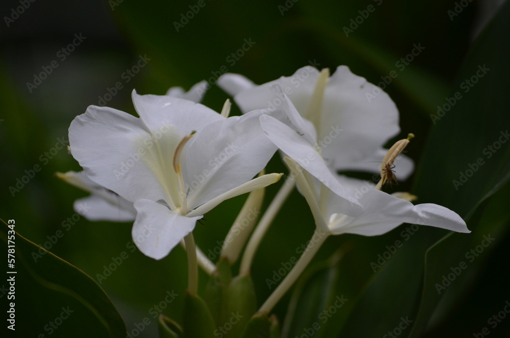 White ginger White ginger