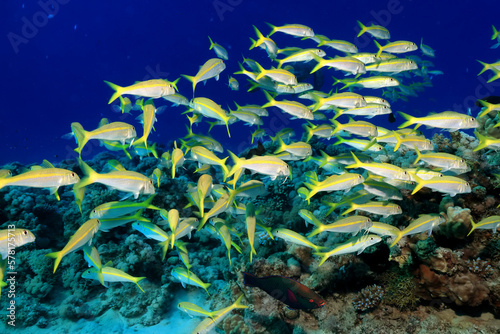 Fototapeta Naklejka Na Ścianę i Meble -  flock of fish goatfish underwater background