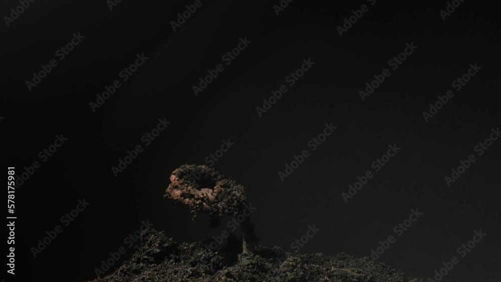 Growing plant rising from a seed time lapse 4k footage.