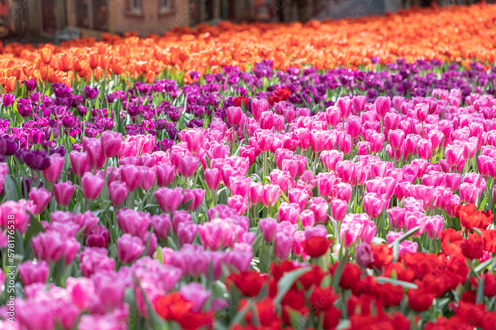 Colorful tulips spring flowers in the beautiful landscape garden