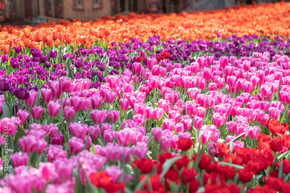 Colorful tulips spring flowers in the beautiful landscape garden Colorful tulips spring flowers in the beautiful landscape garden