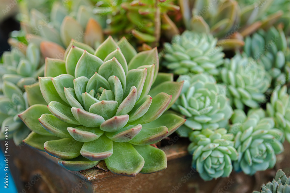 Close up of cactus succulent plants Close up of cactus succulent plants