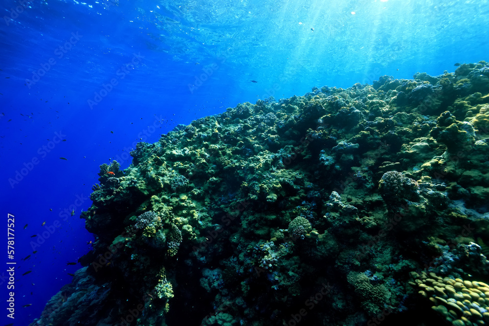 panorama coral reef underwater landscape seascape panorama coral reef underwater landscape seascape