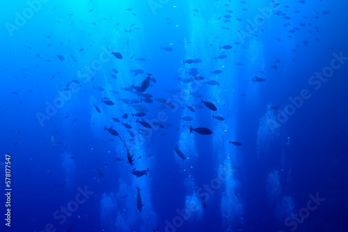 flock of fish diving bubbles blue background abstract nature