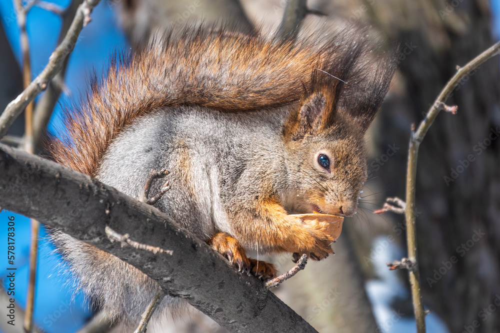 Fototapeta premium The squirrel with nut sits on tree in the winter or late autumn