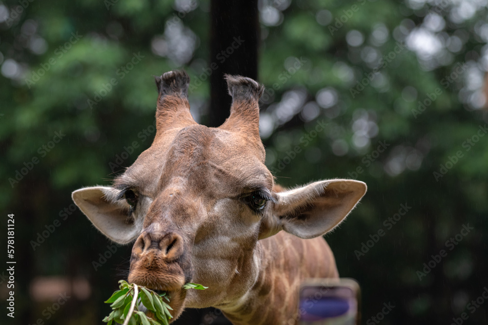 Head of giraffe eating leaves and looking into camera