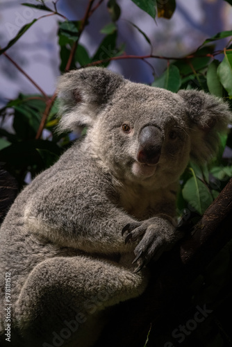 Portrait cute Australian Koala Bear sitting in an eucalyptus tree and looking with curiosity. Kangaroo island.