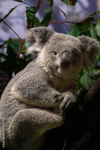 Fototapeta Naklejka Na Ścianę i Meble -  Portrait of Koala sitting on a branch.