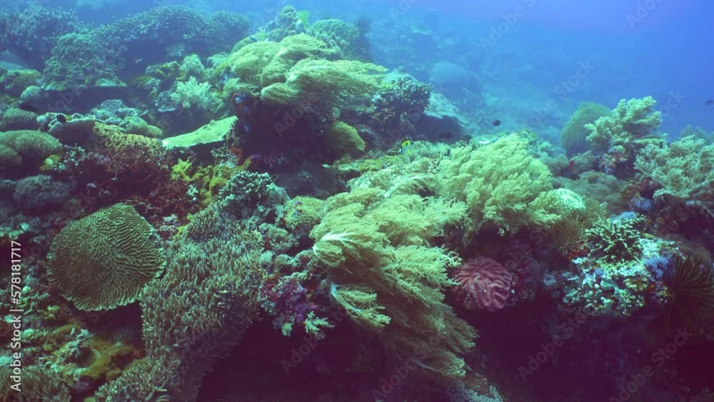 Underwater fish garden reef. Reef coral scene. Seascape under water. Philippines. Underwater fish garden reef. Reef coral scene. Seascape under water. Philippines.