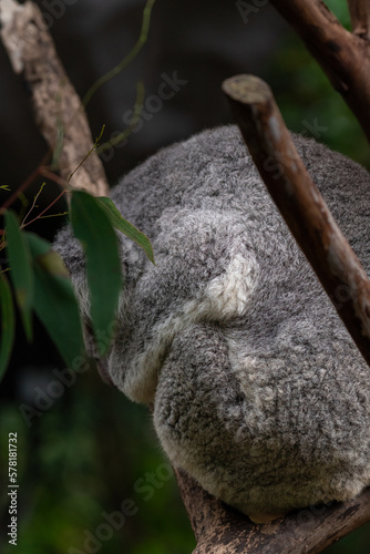 Koala on a tree covering itself from rain with bush green background
