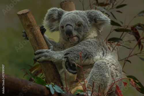 Fototapeta Naklejka Na Ścianę i Meble -  Cute Australian koala in its natural habitat of gumtrees