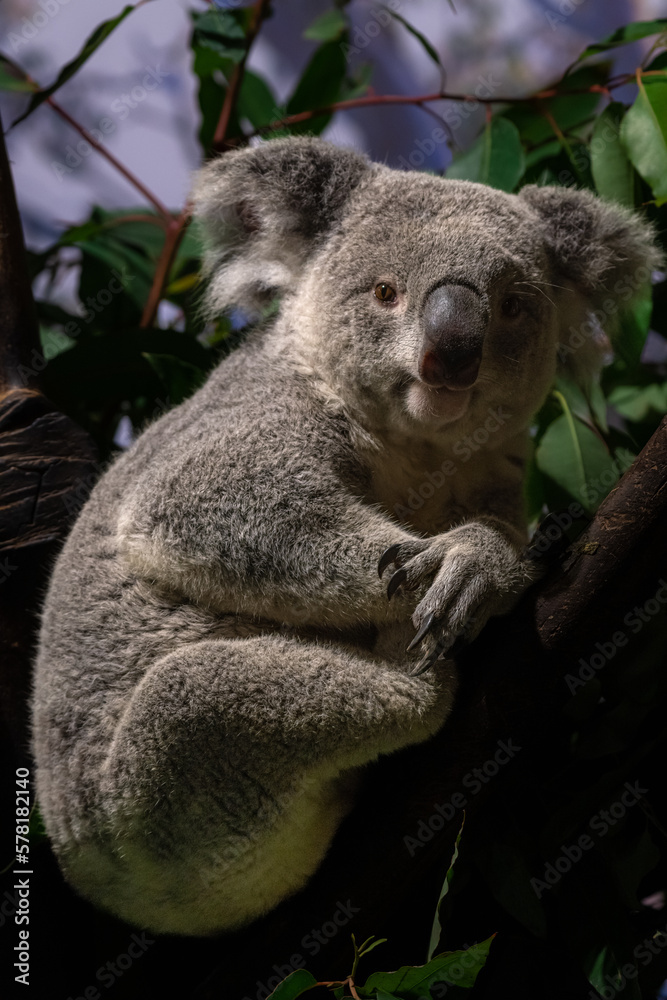 Fototapeta premium cute little koala resting looking away on the tree close up at symbio wildlife park in australia