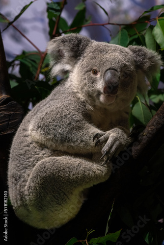 cute little koala resting looking away on the tree close up at symbio wildlife park in australia