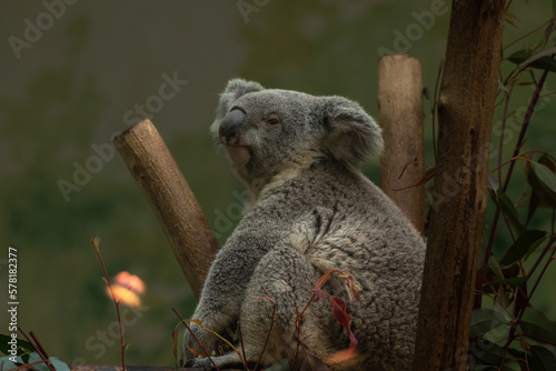 Close up of koala bear relaxing on the small tree.