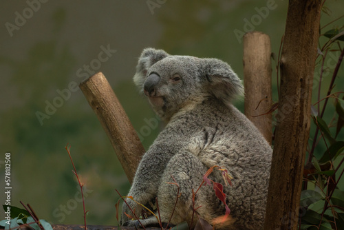 Australian koala bear sitting on a branch