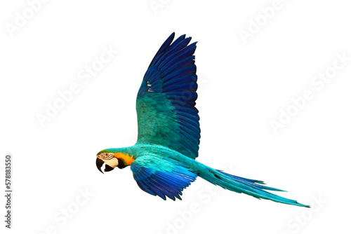 Colorful Blue and gold macaw parrot flying isolated on transparent background png file 