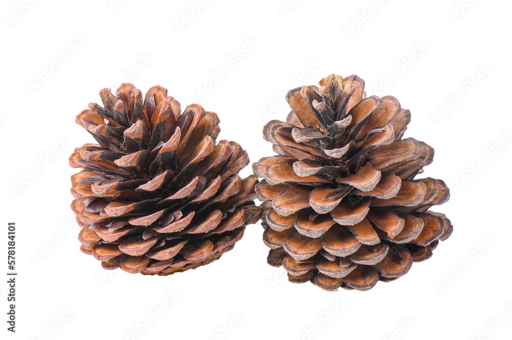 pine flowers isolated on transparent png pine flowers isolated on transparent png