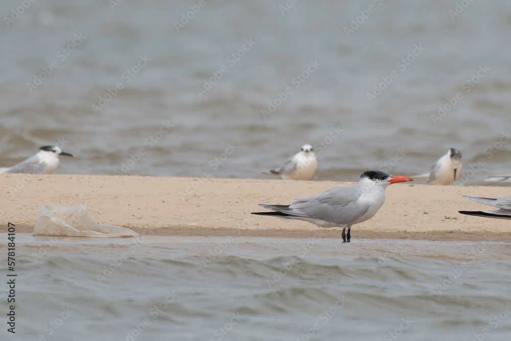 Caspian tern in Langue de Barbarie National Park Caspian tern in Langue de Barbarie National Park