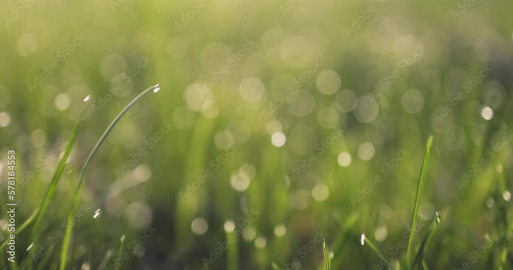Morning dew over fresh green grass and wild crocus flowers on a mountain pasture, beautiful spring forest landscape