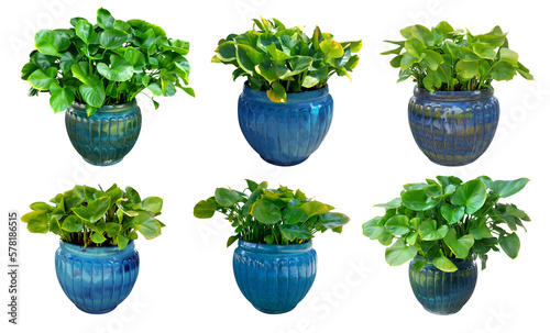 Collection Trees King of Heart plant in pot blue green leaves. (Homalomena aromatica) On White background. Total 6 trees. (png)