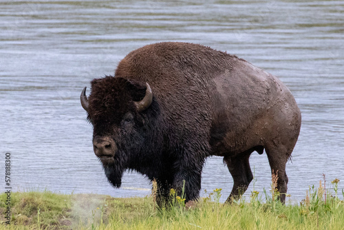 Mud covered american bison buffalo bull in Hayden Valley in Yellowstone National Park United States