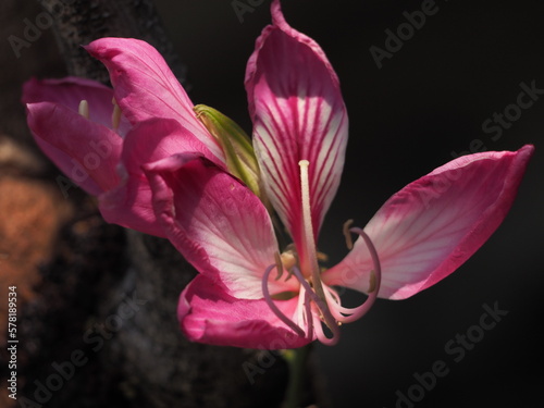 pink flower