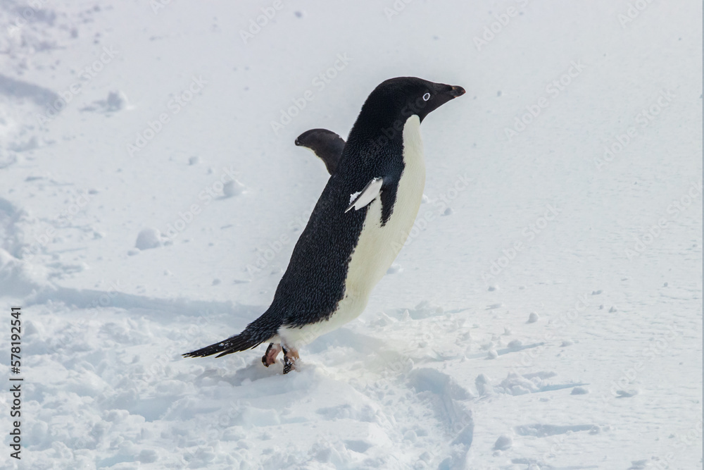 Obraz premium Adelie penguin (Pygoscelis adeliae) on the antarctic peninsula. Standing in snow. Beginning jump over penguin track in snow. Flippers spread wide. 