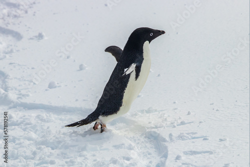 Adelie penguin  Pygoscelis adeliae  on the antarctic peninsula. Standing in snow. Beginning jump over penguin track in snow. Flippers spread wide.  