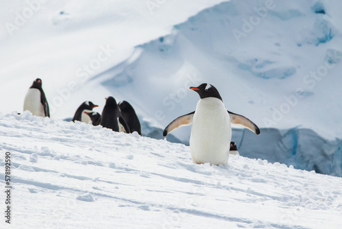 Group of Gentoo penguins  genus Pygoscelis  on Antarctic Peninsula.  Slope of snow-covered mountain in background. Penguin in foreground facing camera  flippers spread wide.  