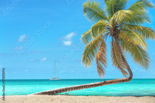 beach with palm trees