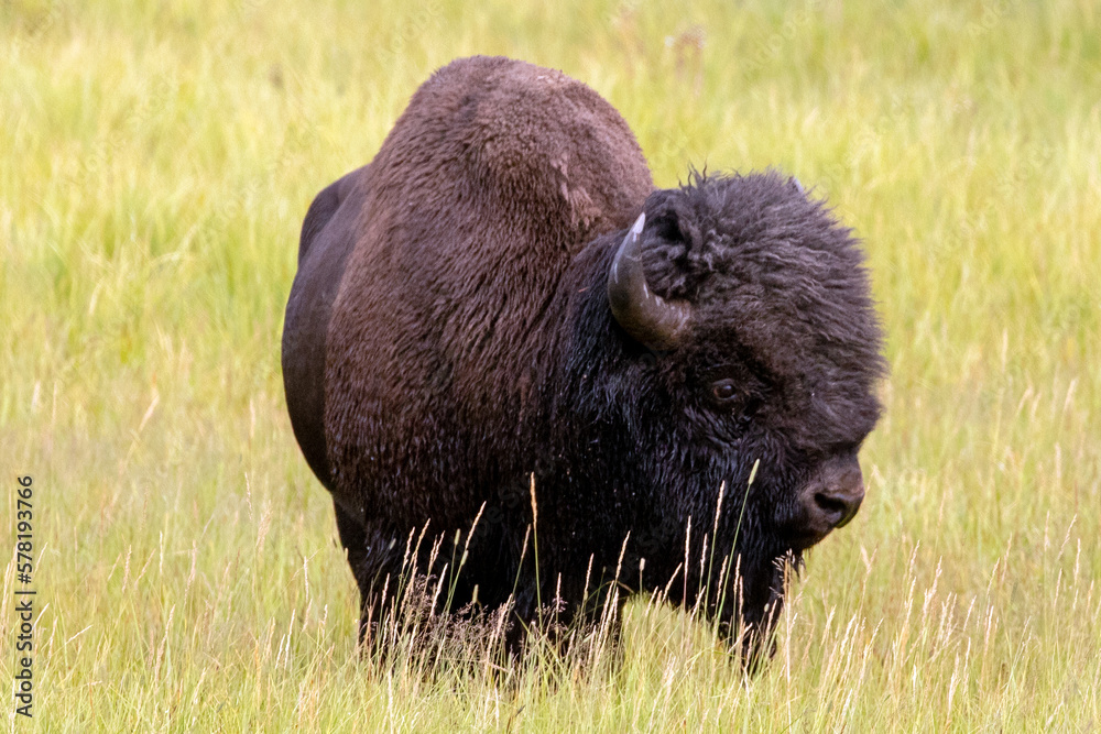 Iconic american Bison Buffalo bull in Hayden Valley in Yellowstone National Park United States