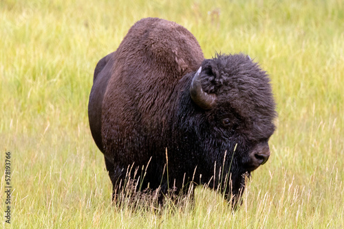 Iconic american Bison Buffalo bull in Hayden Valley in Yellowstone National Park United States