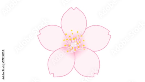 コミカルに花開く桜