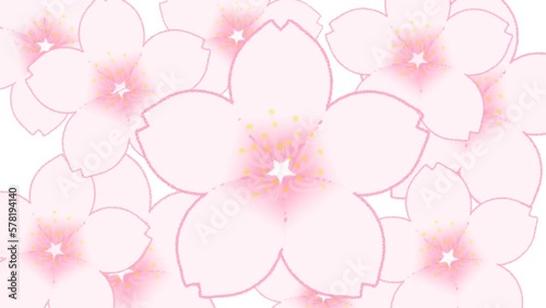 大きく花開く桜1