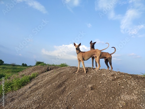 Kombai and kanni(chippiparai)dog-Portrait against blue sky. Indian dog breeds landscape shot