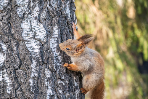 The squirrel sits on a branches in the spring or summer. © Dmitrii Potashkin