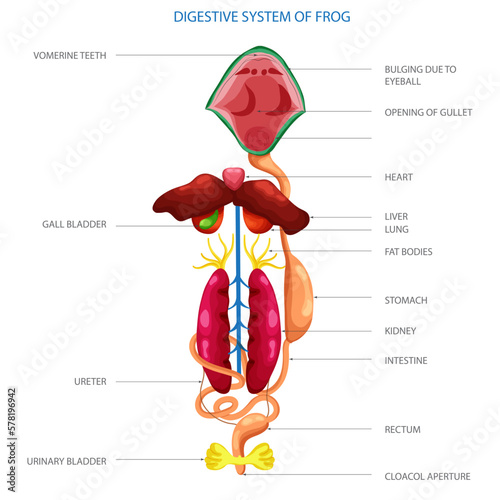 Labeled diagram of Digestive system of frog