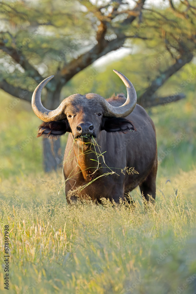 Obraz premium An African buffalo (Syncerus caffer) in natural habitat, Mokala National Park, South Africa.