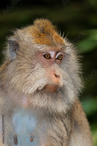 Portrait of a Balinese long-tailed monkey (Macaca fascicularis), Ubud, Bali, Indonesia.