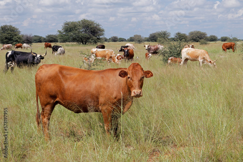 Herd of free-range cattle grazing in grassland on a rural farm  South Africa.