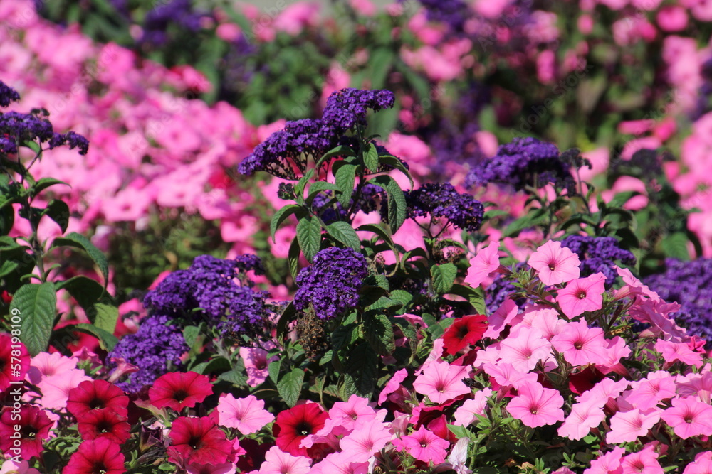 Obraz premium flowers in the garden