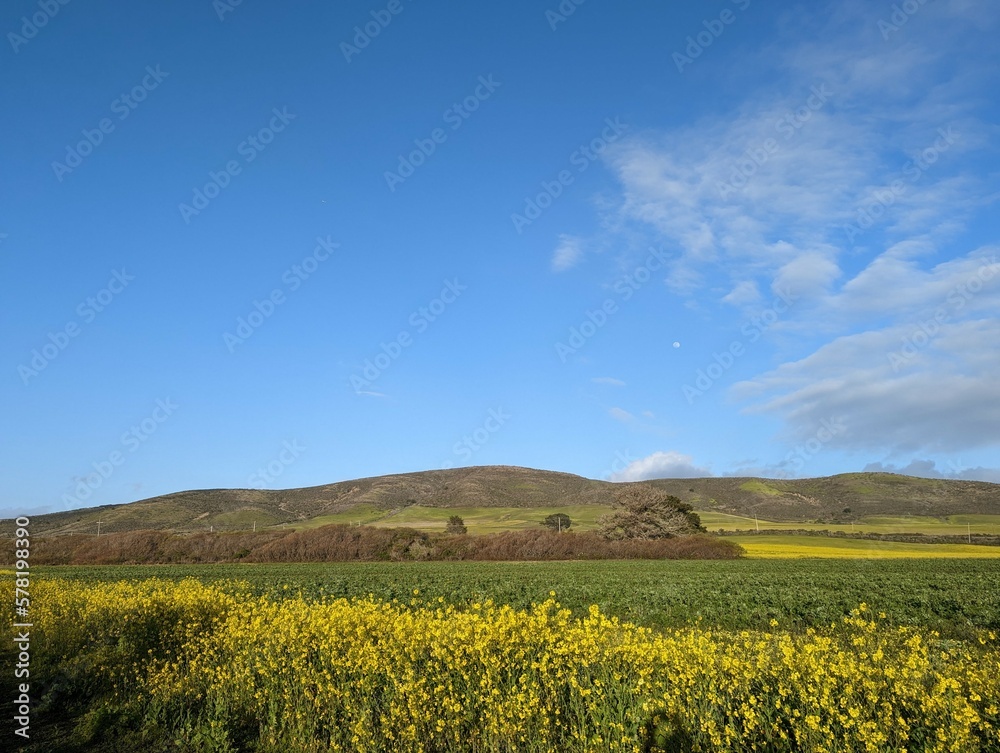 rapeseed field in spring, field of yellow flowers, Half Moon Bay rapeseed plant farm field, canola flowers