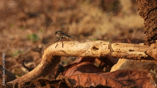 Robber fly in ground waiting for pry. photo