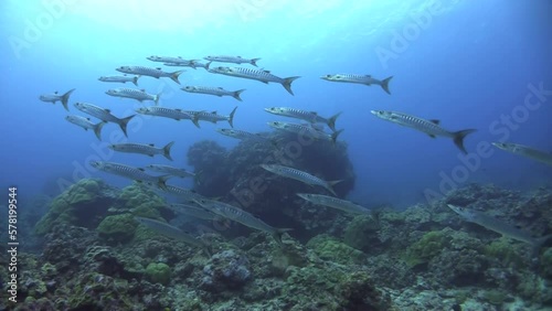 School of Blackfin Barracuda passing right to left close to coral reef. Blue water in background, excellent visibility. photo