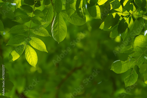 Natural leaf backgorund with light in morning